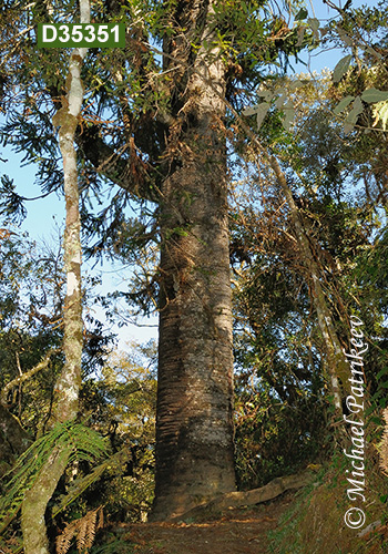 Candelabra Tree (Araucaria angustifolia)